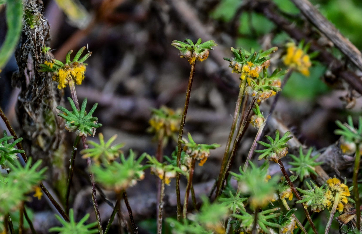 Изображение особи Marchantia polymorpha.