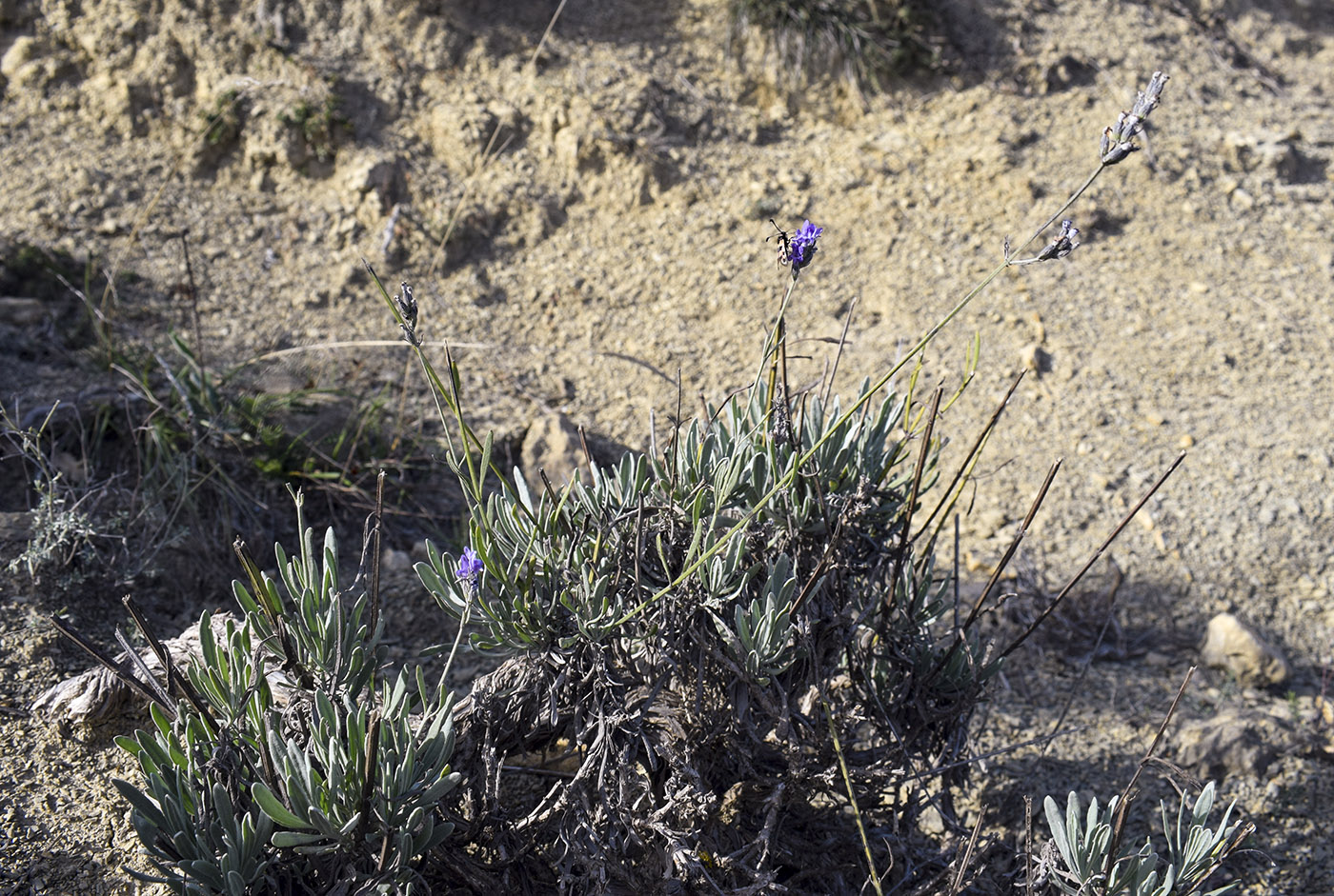 Image of Lavandula latifolia specimen.