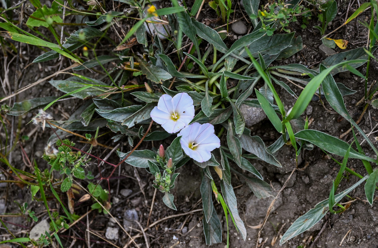 Изображение особи Convolvulus lineatus.