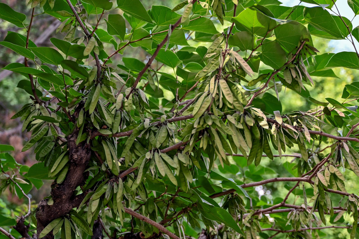 Image of Cercis chinensis specimen.