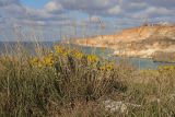 Galatella villosa. Цветущие растения. Крым, Севастополь, западное побережье в р-не мыса Фиолент. 24.11.2024.