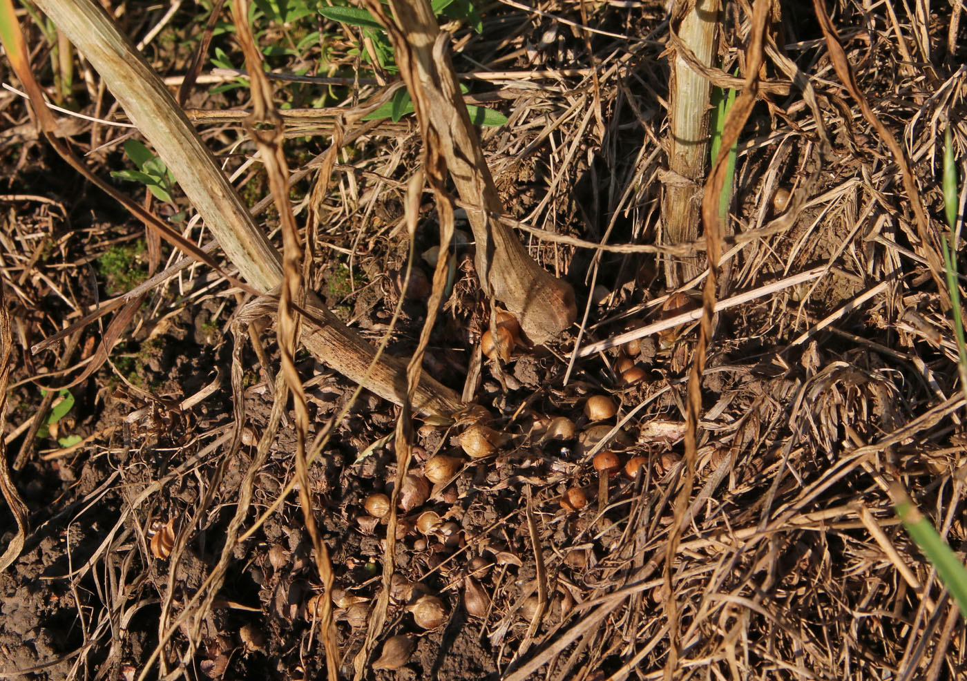 Image of Allium caeruleum specimen.