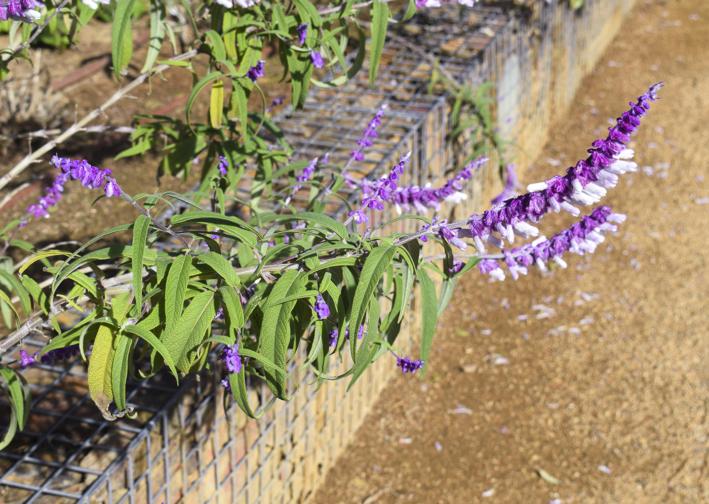 Изображение особи Salvia leucantha.