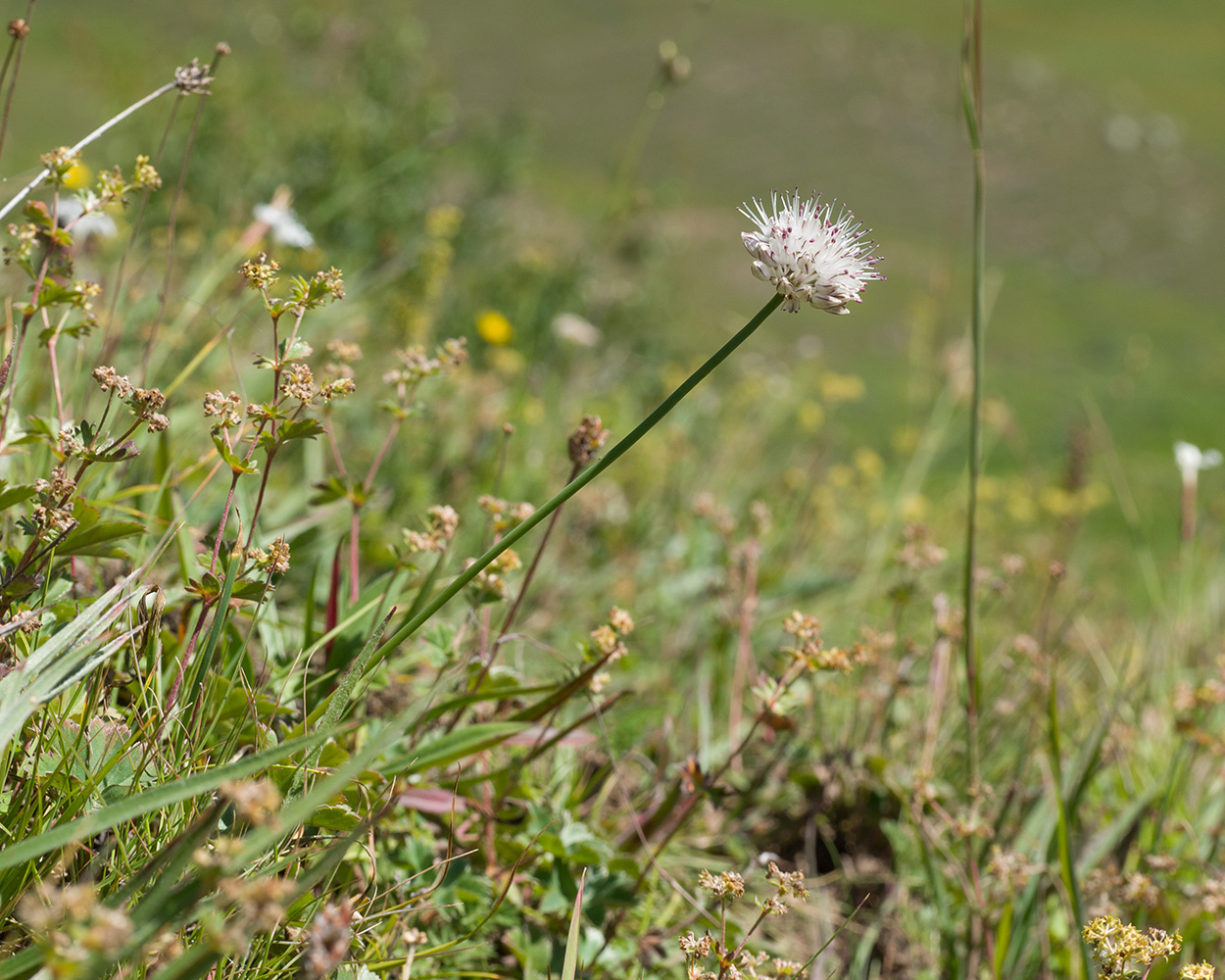 Image of Allium denudatum specimen.