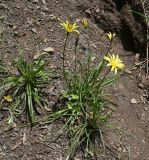 Tragopogon filifolius