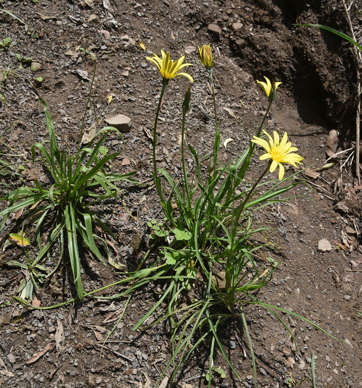 Image of Tragopogon filifolius specimen.