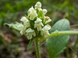 Смотреть изображение Prunella laciniata