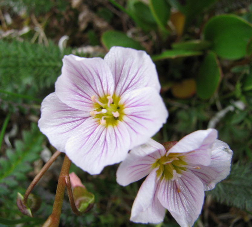 Image of Claytonia joanneana specimen.