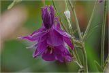 Aquilegia vulgaris. Цветок и бутоны. Московская обл., Раменский р-н, окр. дер. Хрипань, садовый участок. 14.06.2024.