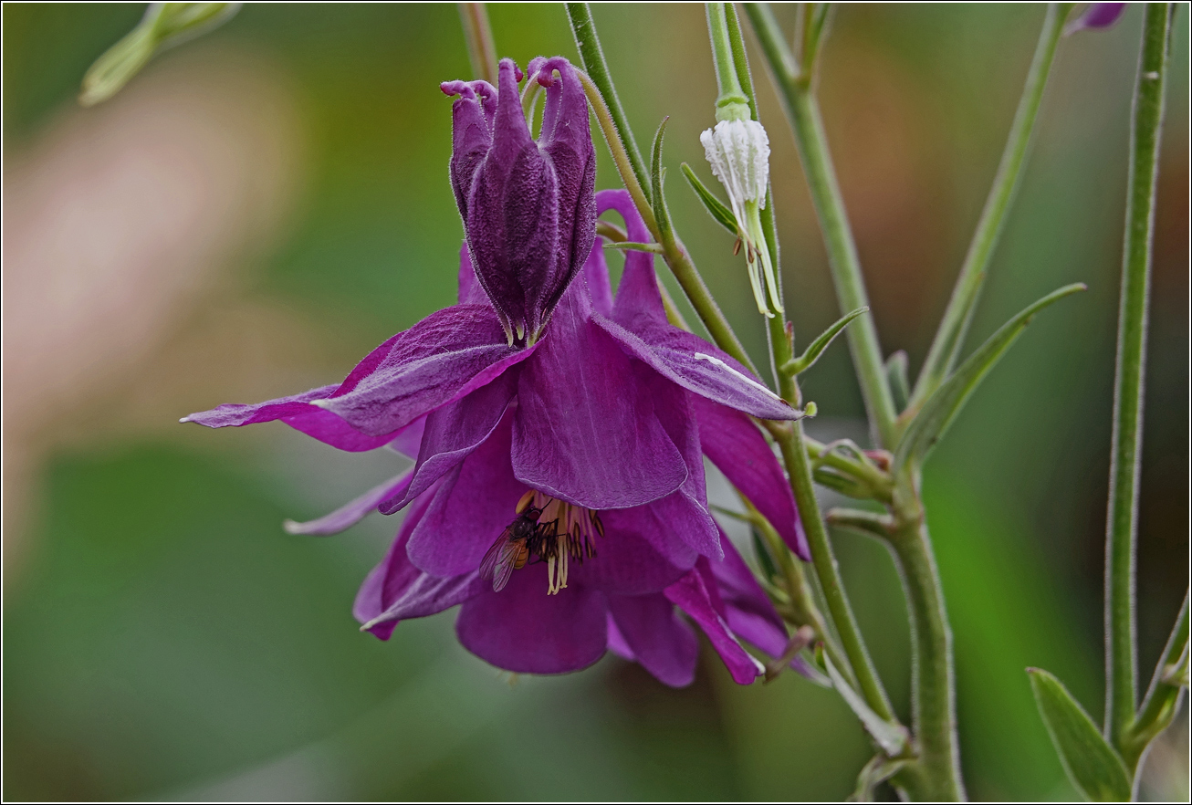 Изображение особи Aquilegia vulgaris.