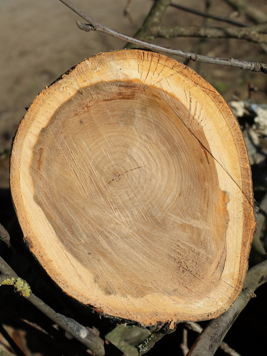 Изображение особи Sorbus aucuparia.