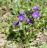 Legousia speculum-veneris