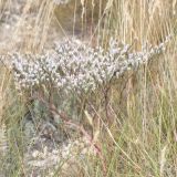 View full-size image Goniolimon rubellum