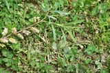 View full-size image Salix elbrusensis