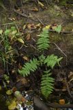 View full-size image genus Dryopteris