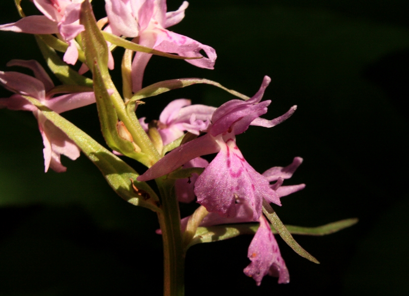 Image of Dactylorhiza urvilleana specimen.