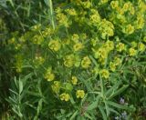 View full-size image genus Euphorbia