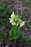 View full-size image Primula ruprechtii