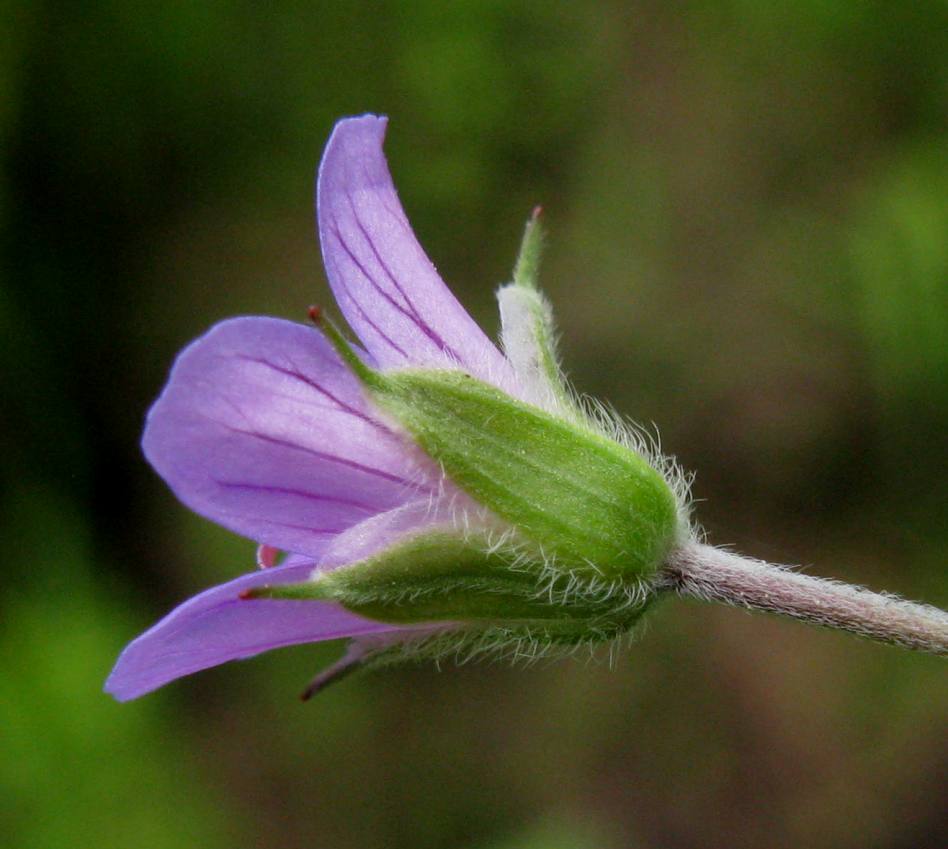 Изображение особи Geranium pseudosibiricum.