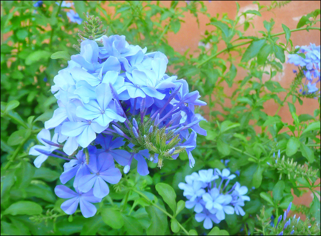 Image of Plumbago auriculata specimen.