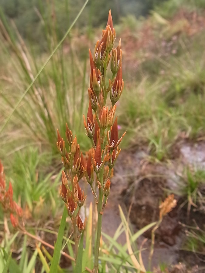 Image of Narthecium ossifragum specimen.