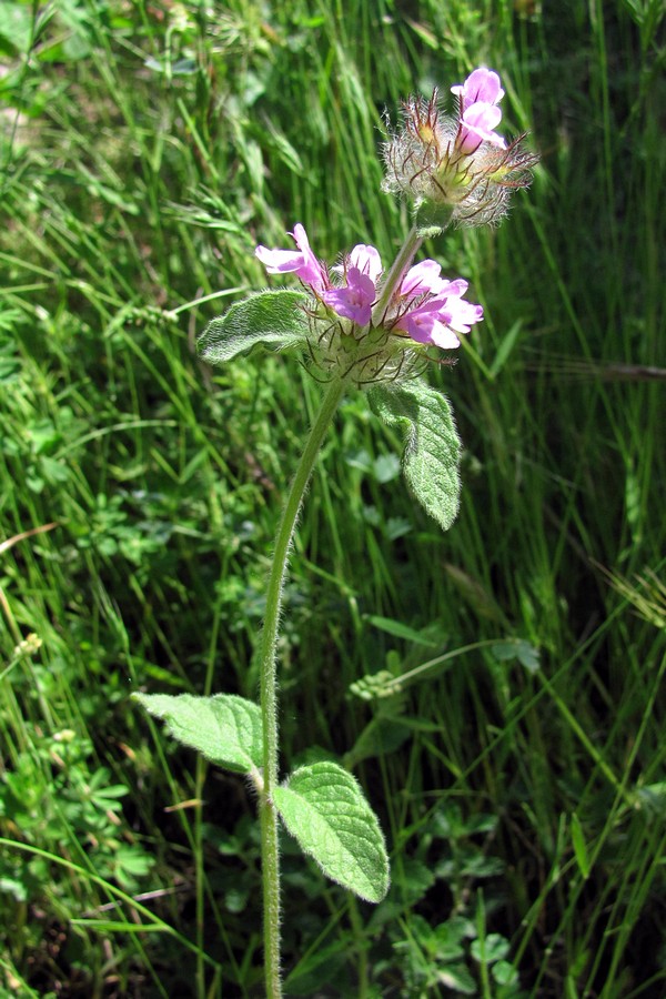 Image of Clinopodium caucasicum specimen.