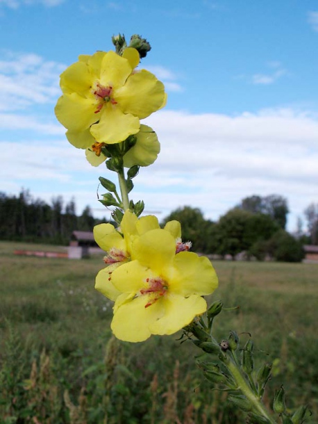 Image of Verbascum &times; bastardii specimen.