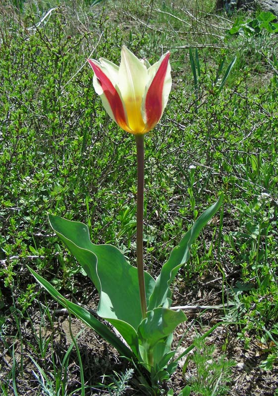 Изображение особи род Tulipa.