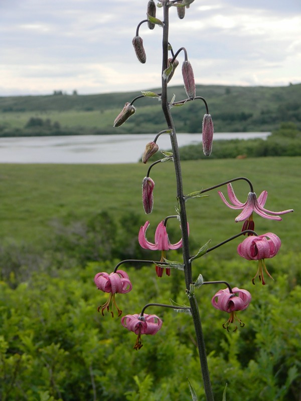 Image of Lilium pilosiusculum specimen.