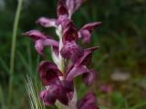 Anacamptis подвид fragrans