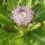 Cirsium esculentum