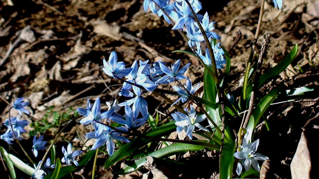 Image of genus Scilla specimen.