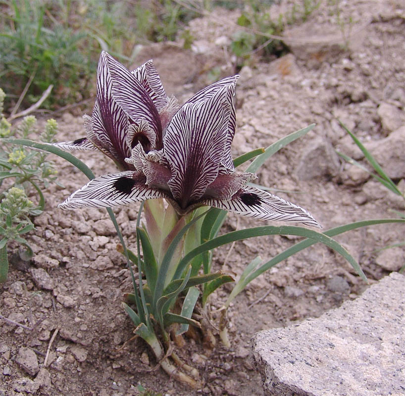 Image of Iris helena specimen.