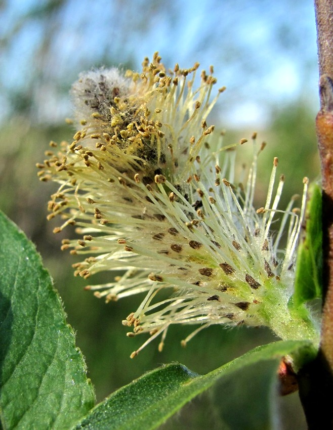 Image of Salix myrsinifolia specimen.