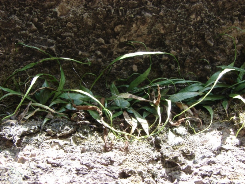 Image of Camptosorus sibiricus specimen.