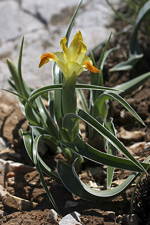 Изображение особи Juno orchioides.