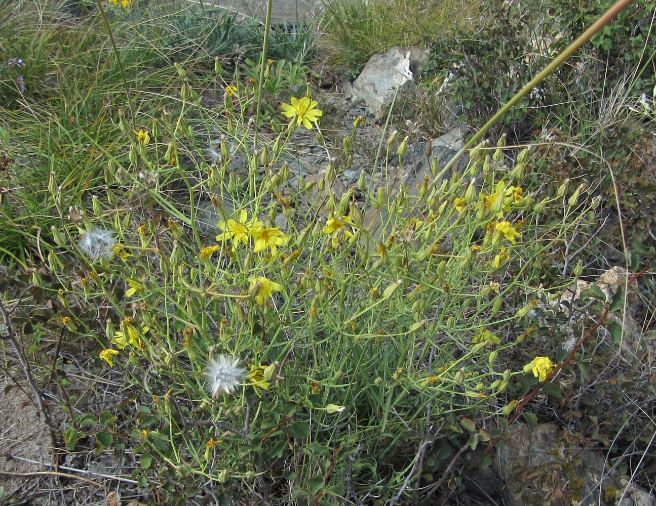 Изображение особи Youngia tenuifolia ssp. altaica.