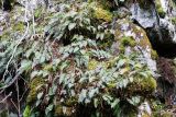 Polypodium vulgare