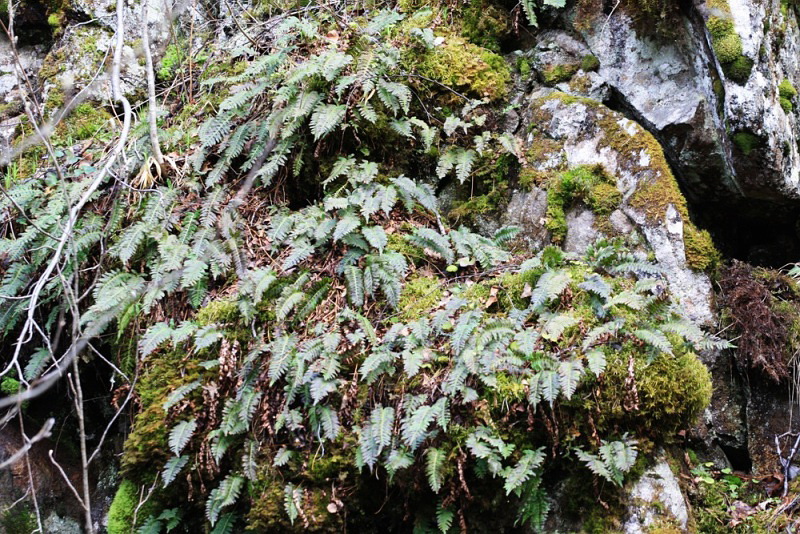 Image of Polypodium vulgare specimen.