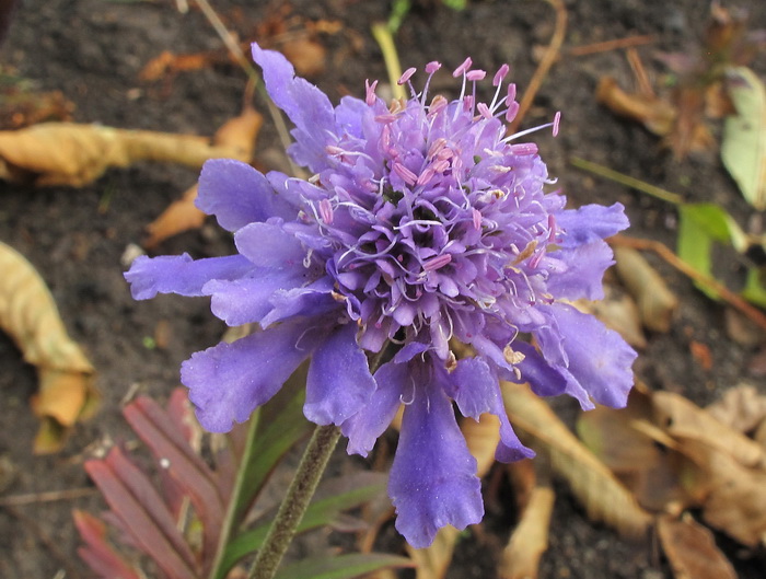 Image of Scabiosa lachnophylla specimen.