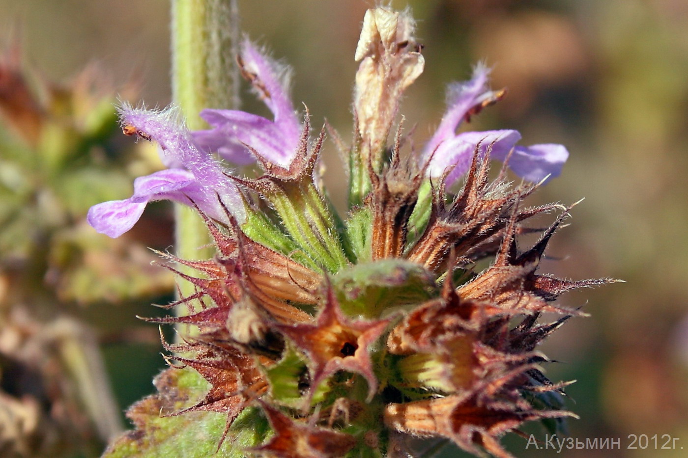 Белокудренник семена фото Ballota nigra - Image of an specimen - Plantarium