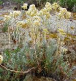 Helichrysum stoechas. Отцветающее и плодоносящее растение. Испания, Каталония, Жирона, Тосса-де-Мар, крепость Вила-Велья. 24.06.2012.