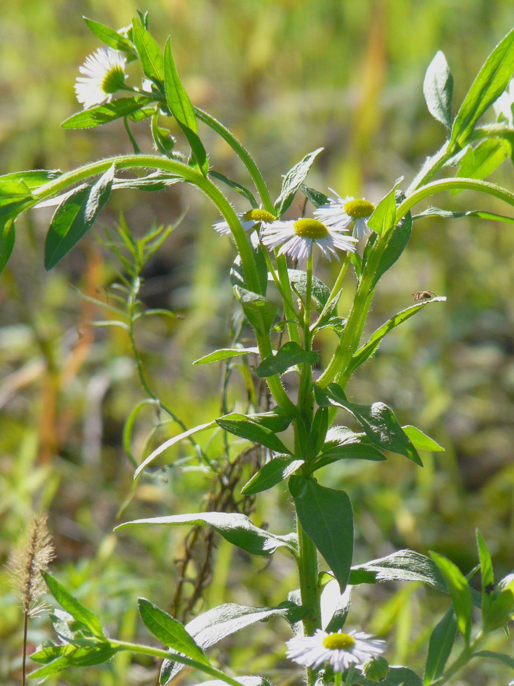 Image of Erigeron annuus specimen.