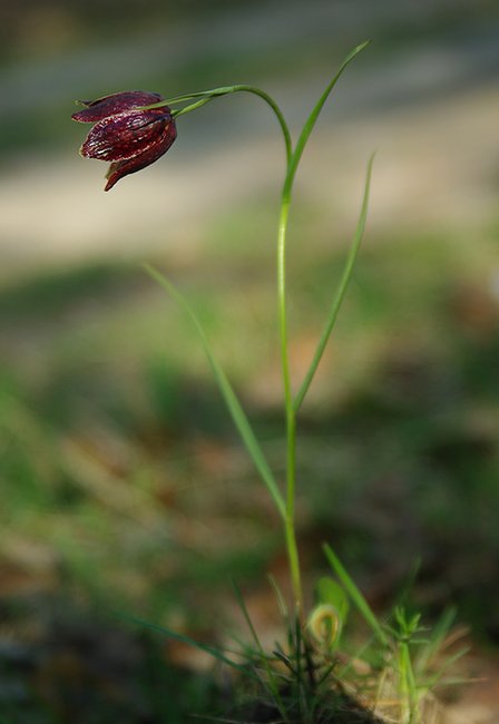 Изображение особи Fritillaria meleagroides.