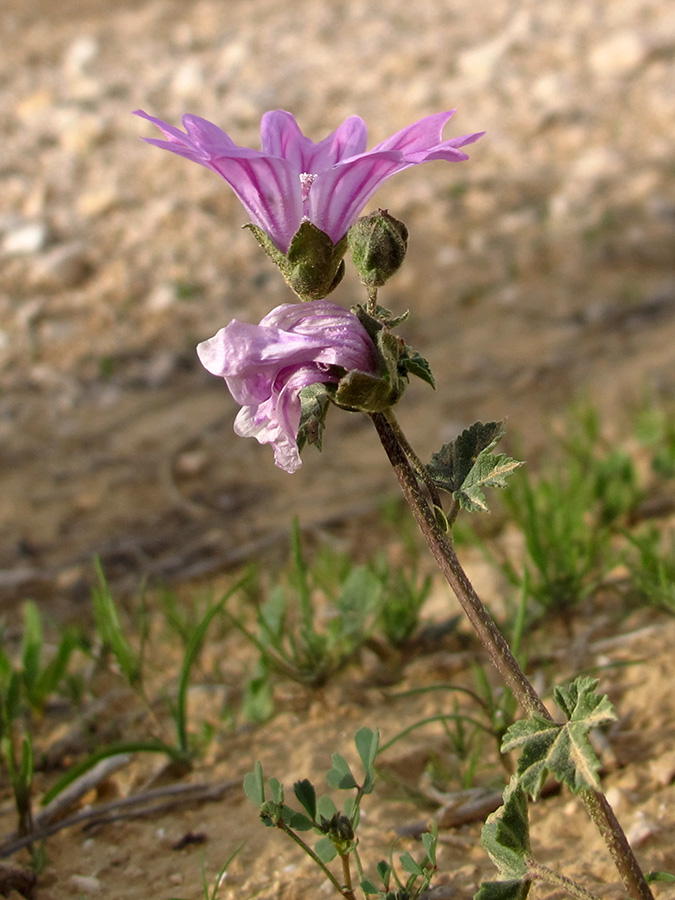 Изображение особи Malva sylvestris.