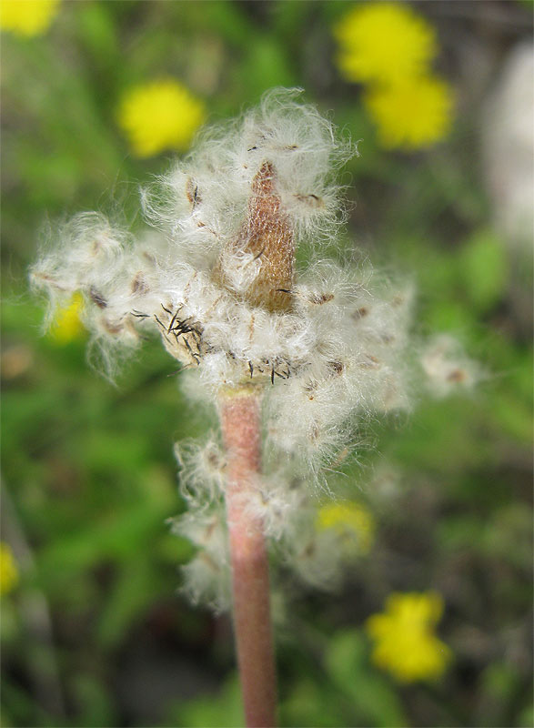 Image of Anemone coronaria specimen.