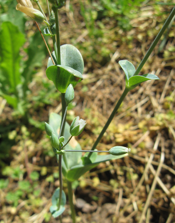 Изображение особи Cerastium perfoliatum.