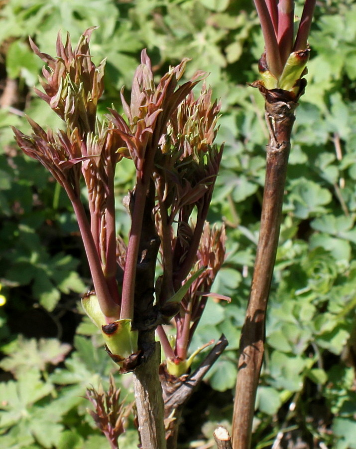 Image of Paeonia delavayi specimen.