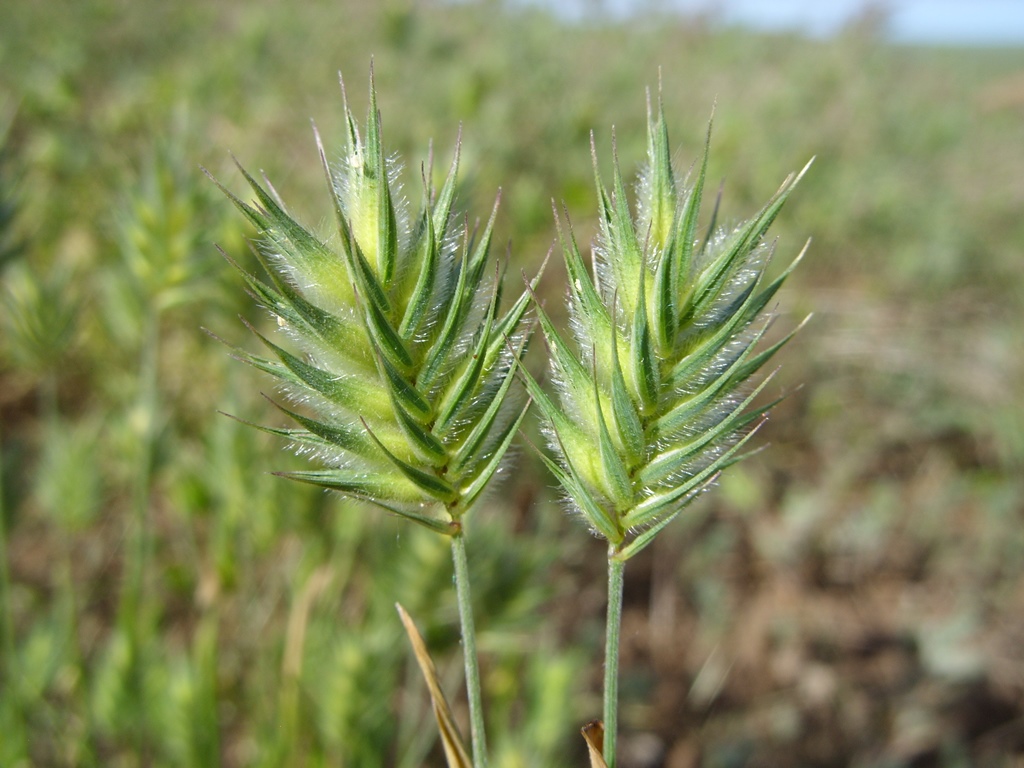 Image of Eremopyrum orientale specimen.