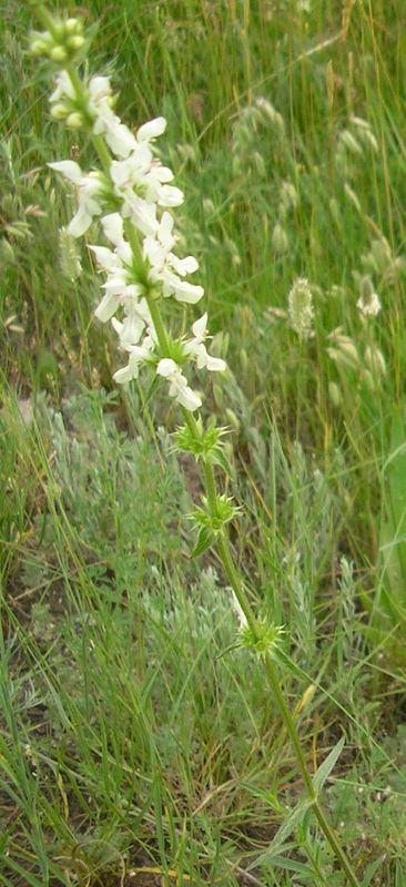 Image of Stachys atherocalyx specimen.